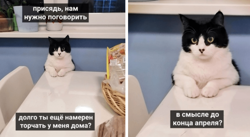 мемы с котиками