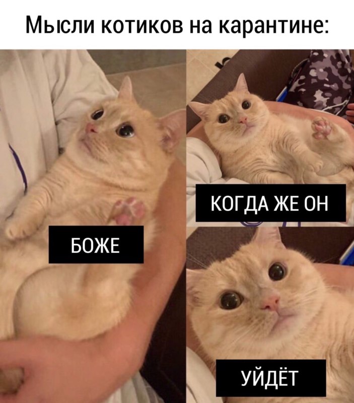 мемы с котиками