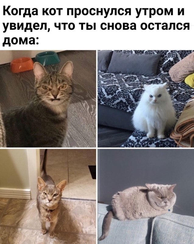 мемы про котов