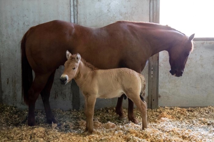 В США впервые клонировали лошадь Пржевальского.Вокруг Света. Украина
