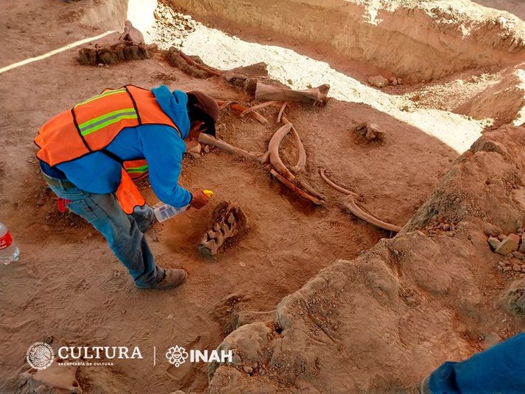 В Мексике на месте строительства аэропорта нашли 200 скелетов мамонтов