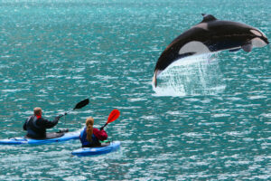 Испания запретила яхтинг из-за нападений китов-убийц