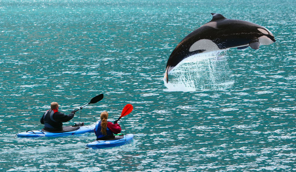 Испания запретила яхтинг из-за нападений китов-убийц