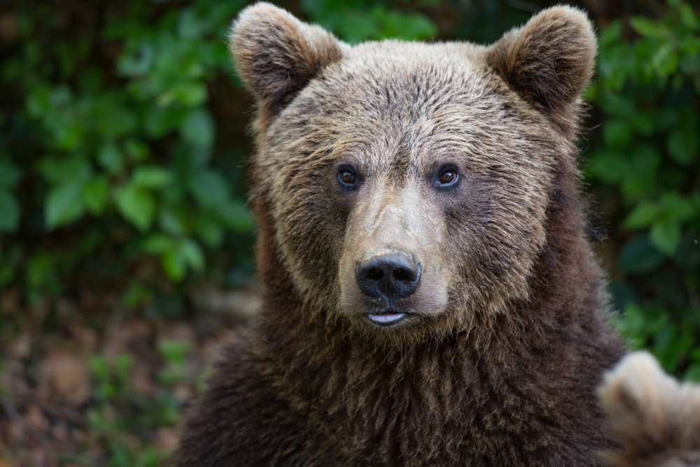 В Калифорнии медведи ходят в магазин за чипсами.Вокруг Света. Украина