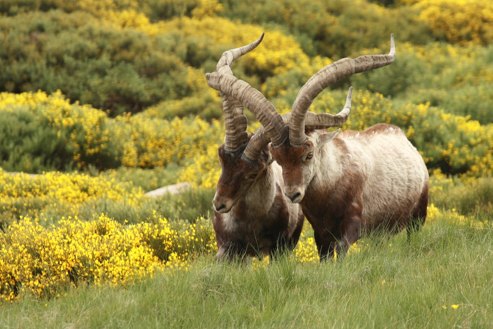 Во французских Пиренеях возрождается популяция горных козлов