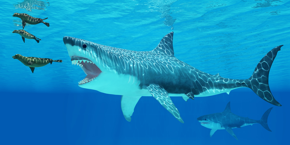 Палеонтологи назвали точные размеры акулы-мегалодона.Вокруг Света. Украина