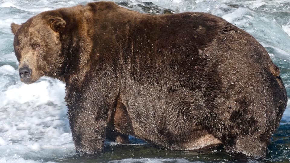 На Аляске выбрали самого толстого медведя.Вокруг Света. Украина