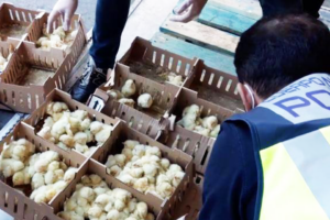 23 тысячи брошенных цыплят умерли в аэропорту Мадрида