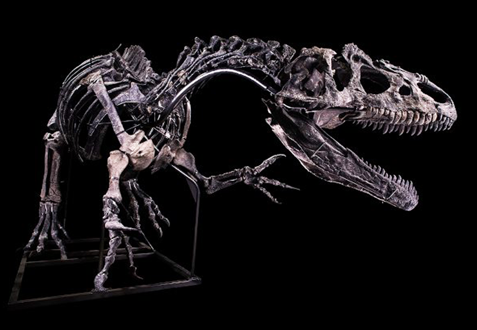 В Париже скелет аллозавра ушел с молотка за $3,5 млн.Вокруг Света. Украина