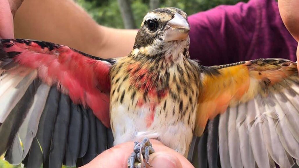 В США нашли птицу, которая одновременно самка и самец.Вокруг Света. Украина