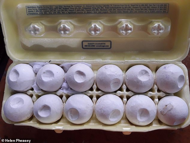 Черепашьи яйца, напечатанные на 3D-принтере, помогли отследить нелегальных торговцев в Коста-Рике.Вокруг Света. Украина