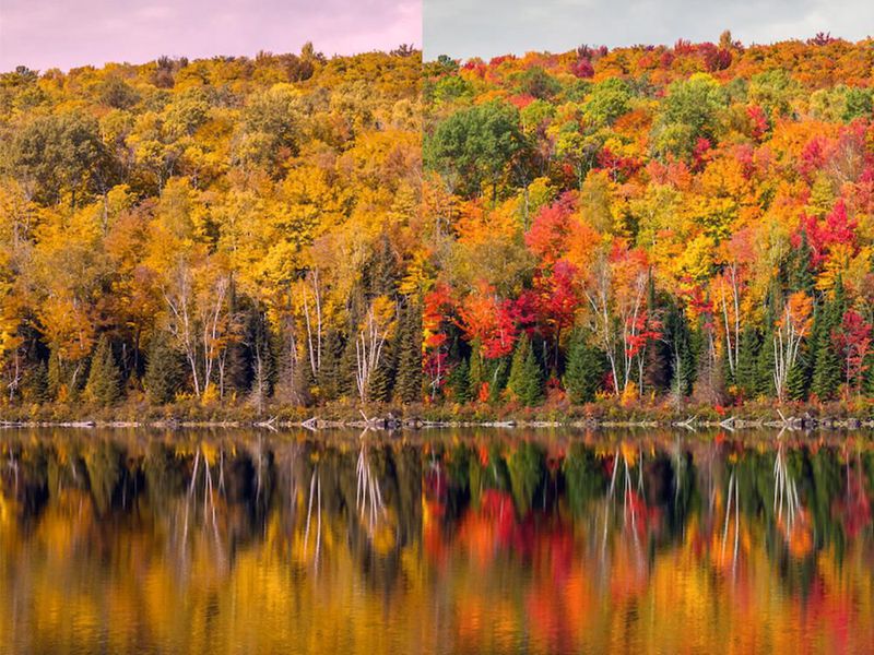 В США установили бинокли, с помощью которых дальтоники смогут увидеть краски осени