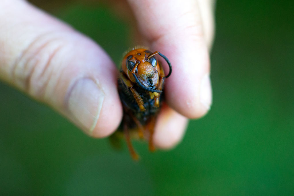 В США замечены шершни-убийцы, угрожающие пчелам.Вокруг Света. Украина
