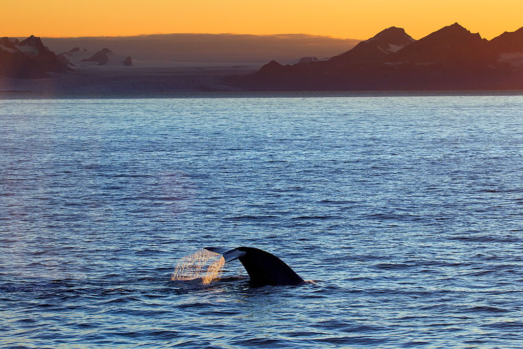 Синие киты поют в разное время дня в зависимости от сезона.Вокруг Света. Украина
