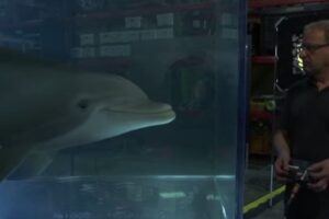 В США создали робота-дельфина для цирков