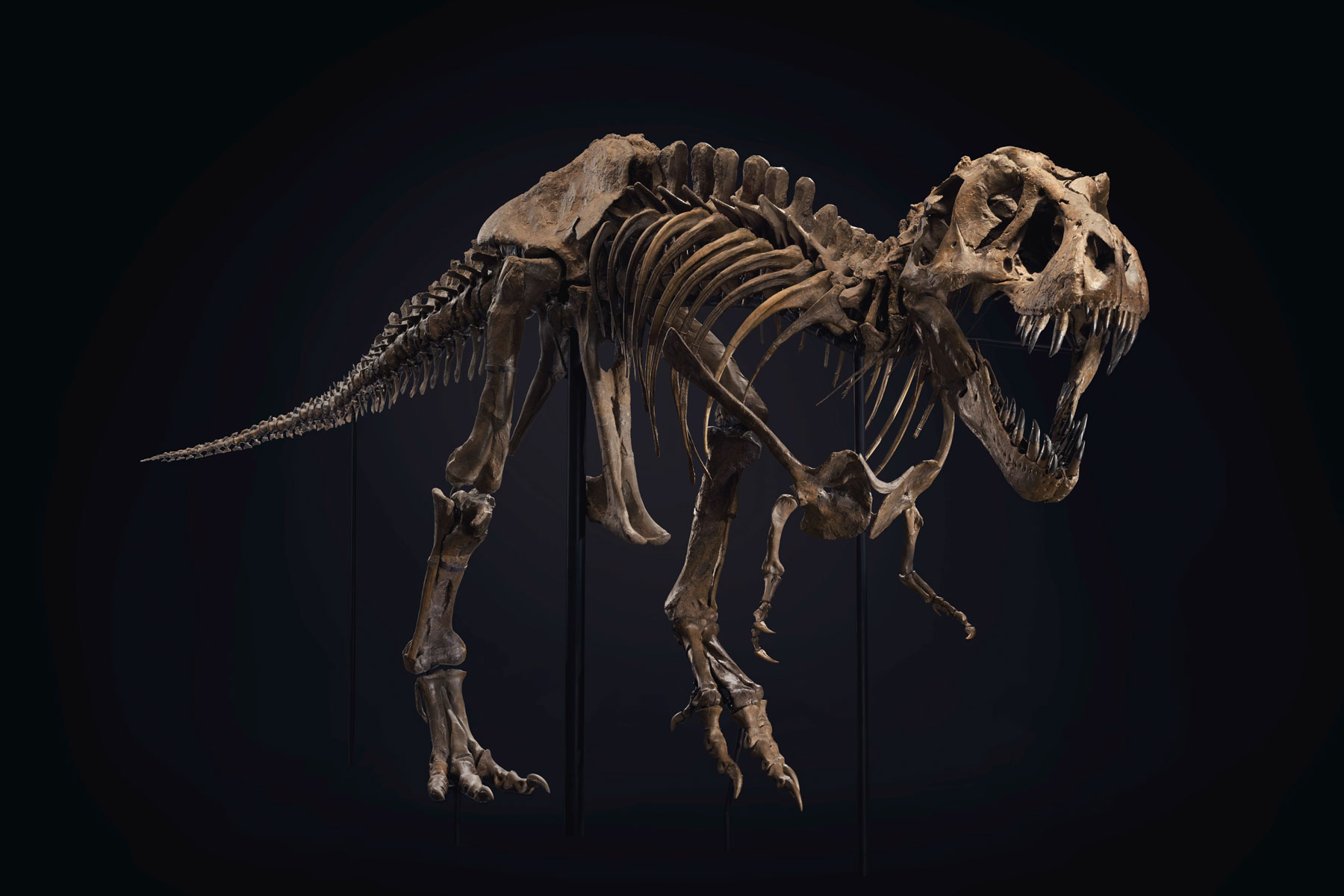 Один из крупнейших в мире скелетов тираннозавра продадут сегодня на аукционе.Вокруг Света. Украина