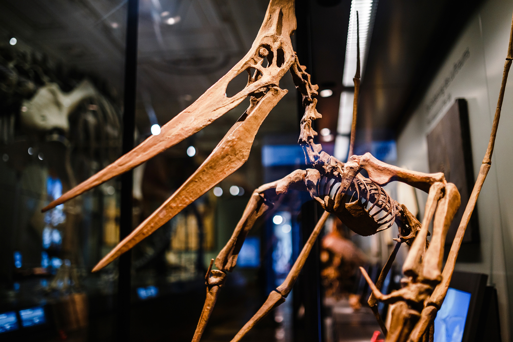 Палеонтологи выяснили, как птерозавры учились летать.Вокруг Света. Украина