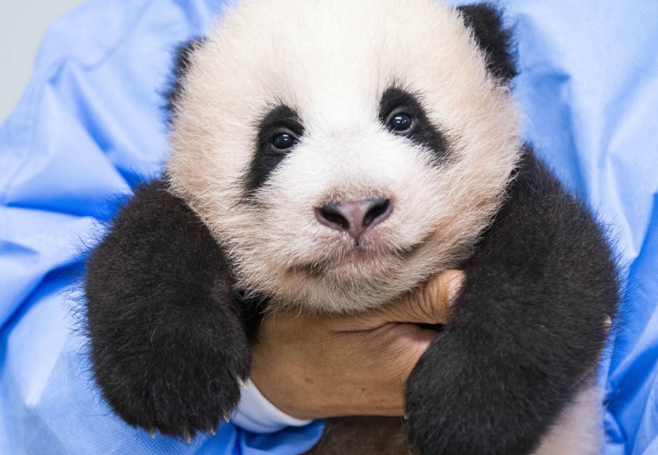 Первую панду, рожденную в Южной Корее, показали публике