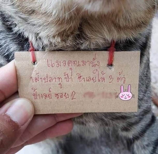 В Таиланде кот вернулся домой с долговой запиской