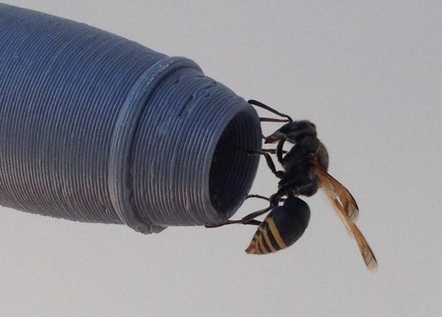 В Австралии осы угрожают самолетам.Вокруг Света. Украина