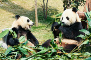 Три маленькие панды сражаются за бамбук: видео