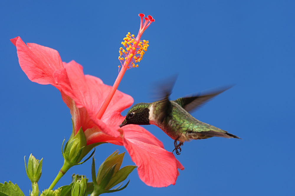 В Боготе на месте вырубленного леса открыли заповедник колибри