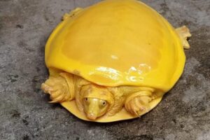 В Индии второй раз за полгода обнаружили золотую черепаху