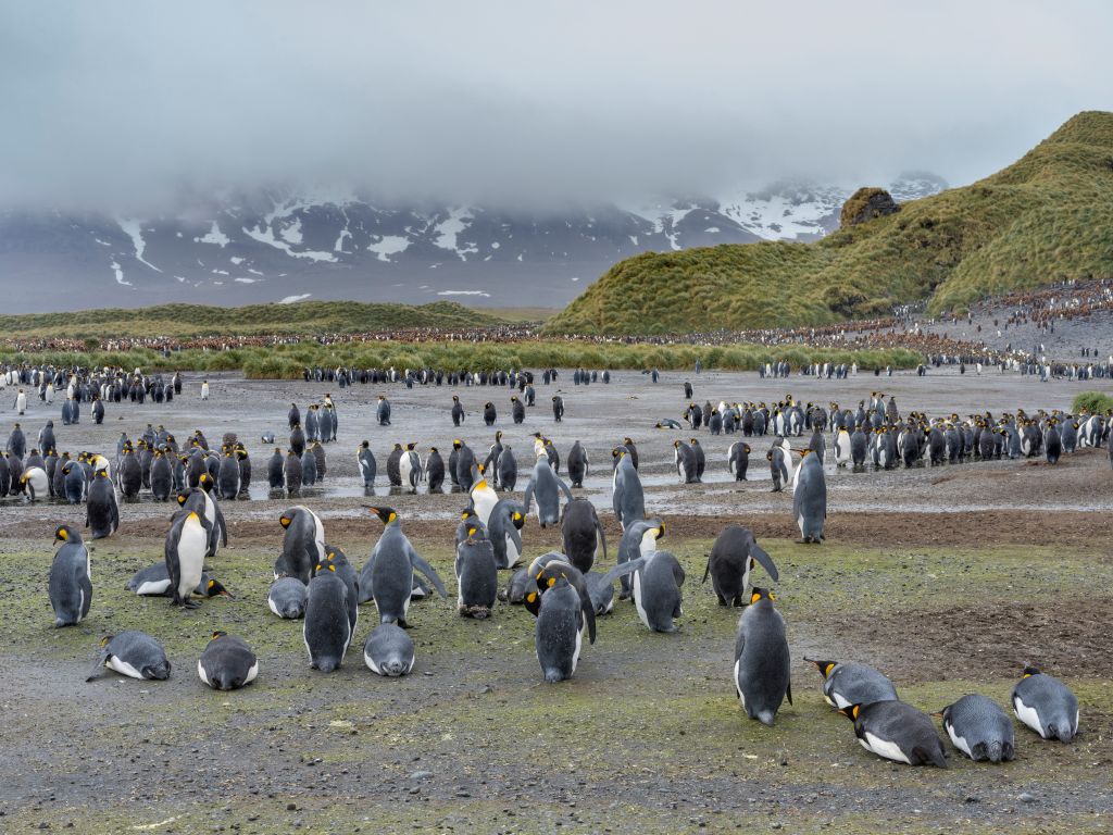Гигантский айсберг А68 угрожает популяциям пингвинов и тюленей.Вокруг Света. Украина