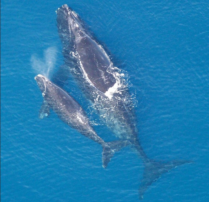 В мире осталось всего 366 северных гладких китов.Вокруг Света. Украина