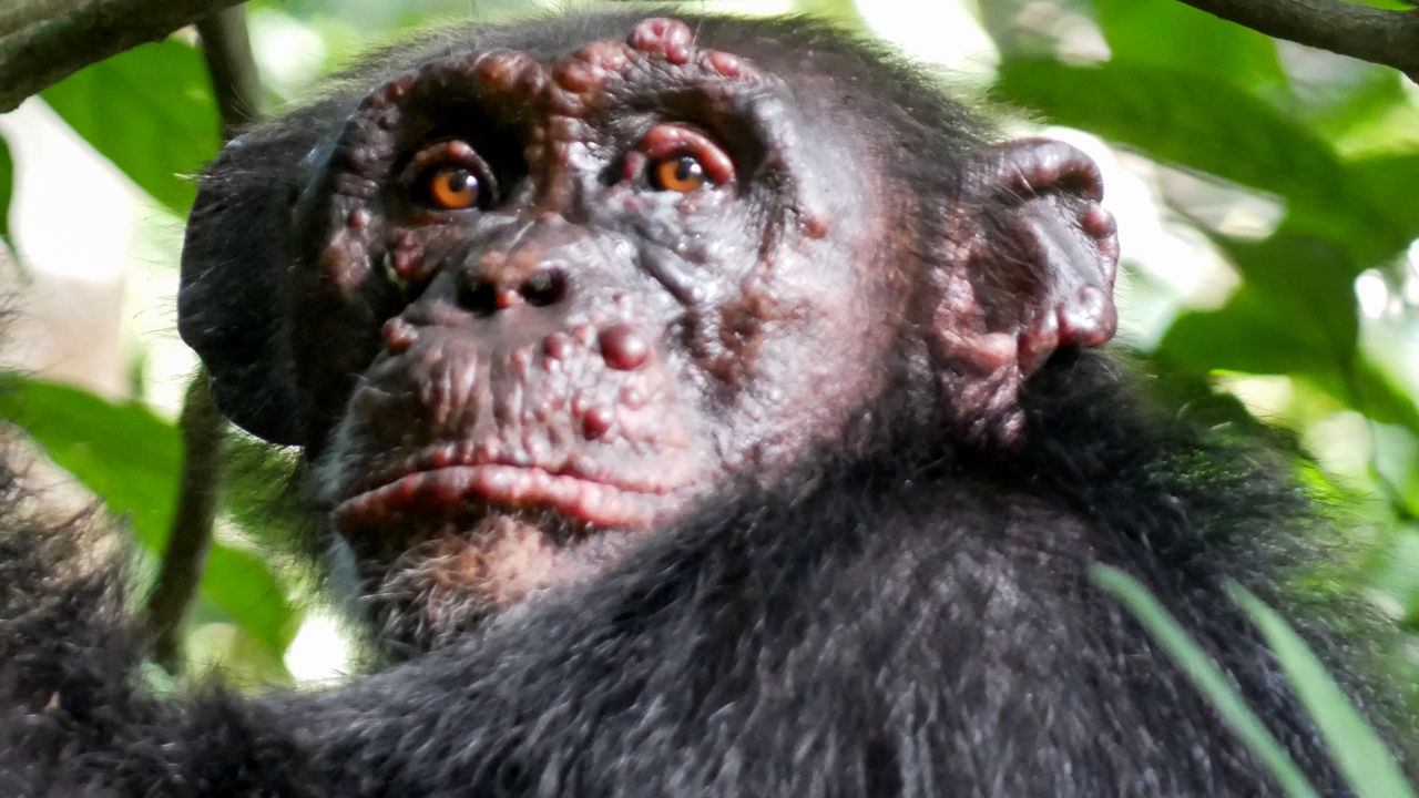 В Африке шимпанзе заболели проказой.Вокруг Света. Украина