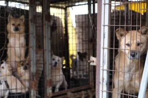 200 собак отправились из южнокорейской мясной фермы в американский приют