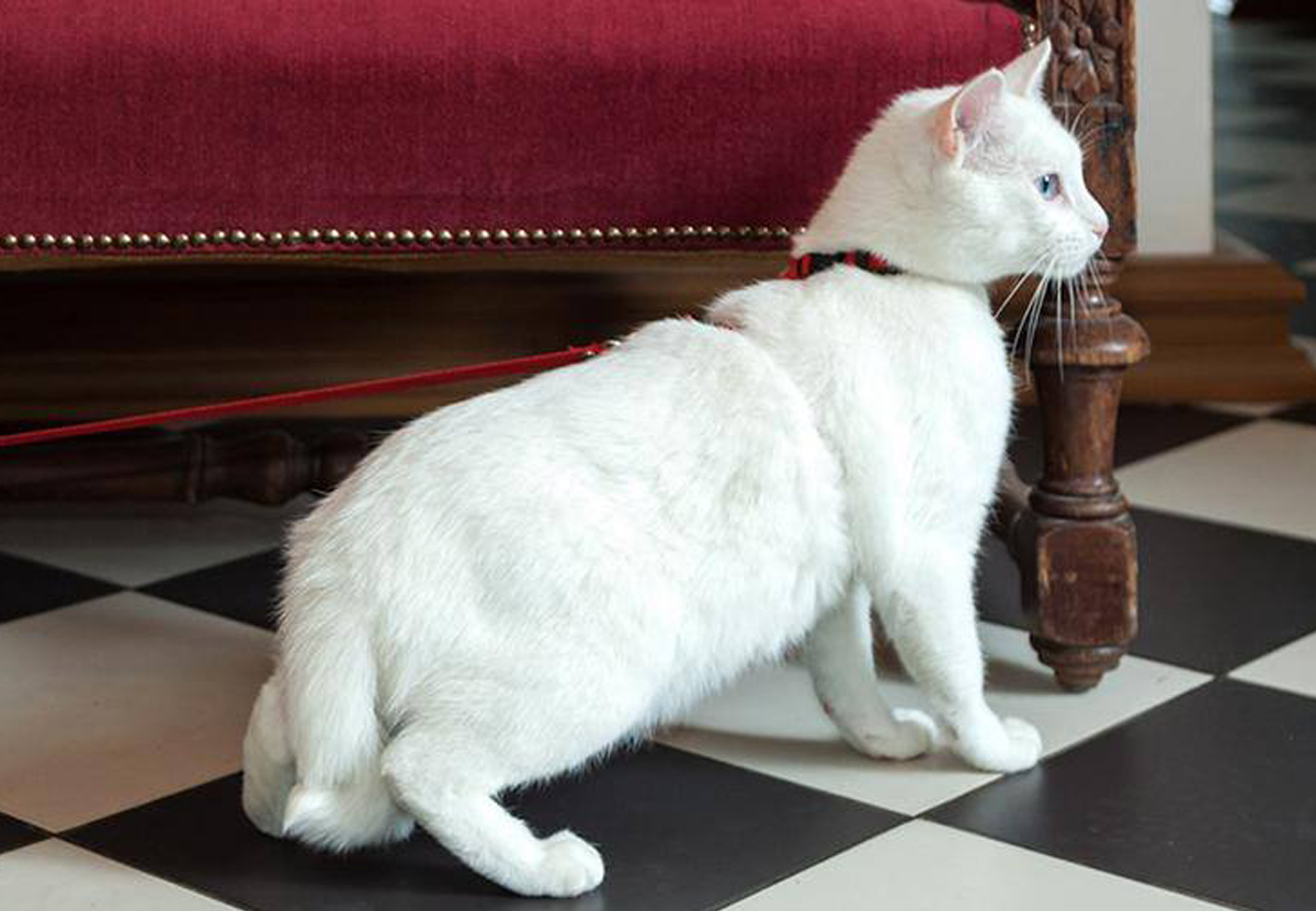 Богатый француз оставил наследство котам Эрмитажа.Вокруг Света. Украина