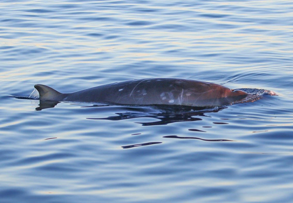 У берегов Мексики заметили новый вид клюворылых китов.Вокруг Света. Украина