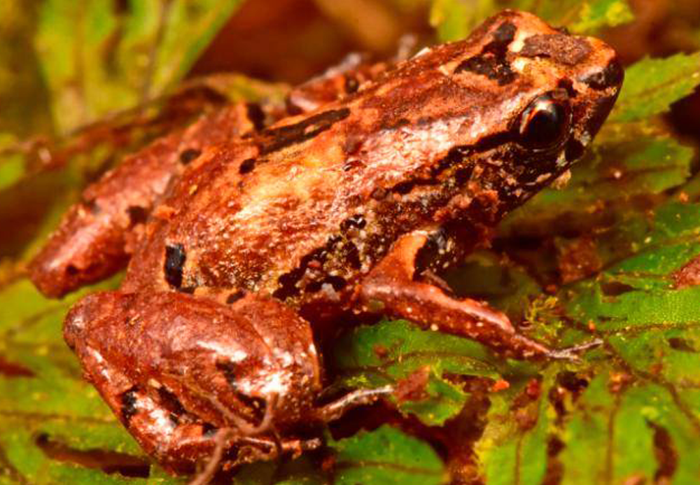 Лягушка-лилипут и бабочка-сатир: в Боливии открыли 20 новых видов фауны