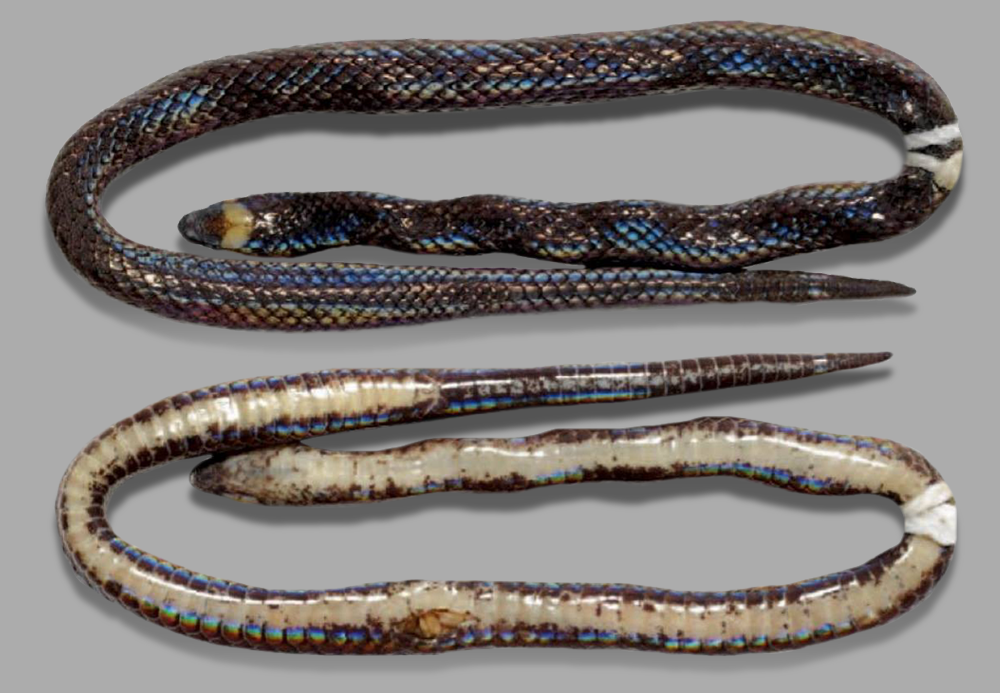 Размером с карандаш: на Филиппинах открыли новый вид роющих змей.Вокруг Света. Украина