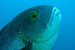 В Австралии обнаружили старейшую рифовую рыбу