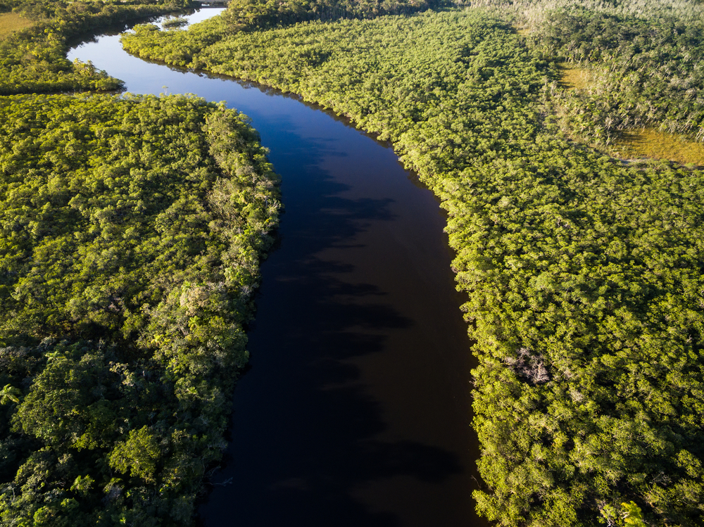 Вырубка лесов Амазонии достигла максимума