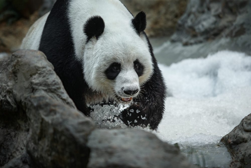 Большие панды знают особый способ защиты от холода