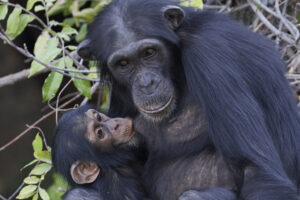 Взрослые самцы шимпанзе остаются маменькиными сынками