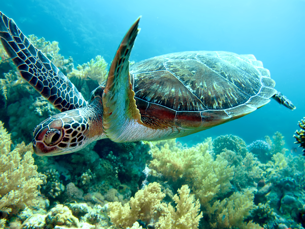 У зеленых морских черепах рождается все меньше самцов.Вокруг Света. Украина