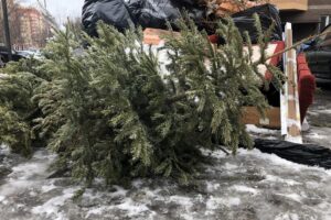 Где в Киеве будут принимать елки на утилизацию