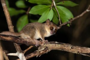 Из-за пандемии лемуры Мадагаскара оказались под угрозой вымирания