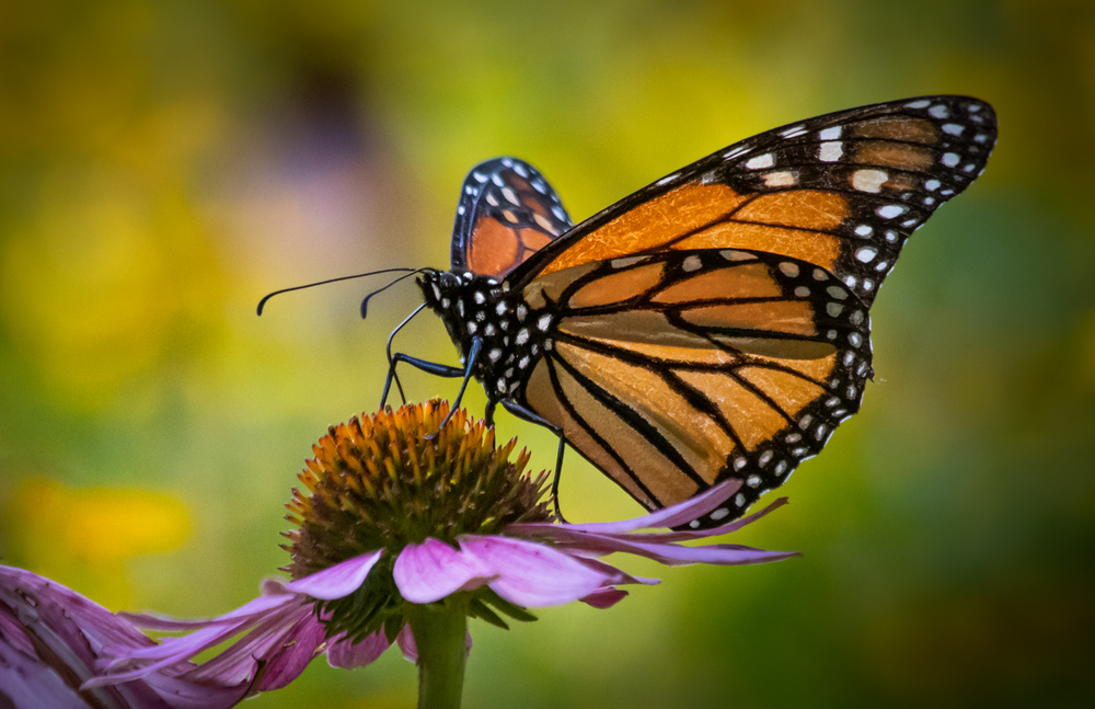 Бабочка-монарх Калифорнии нуждается в срочной защите