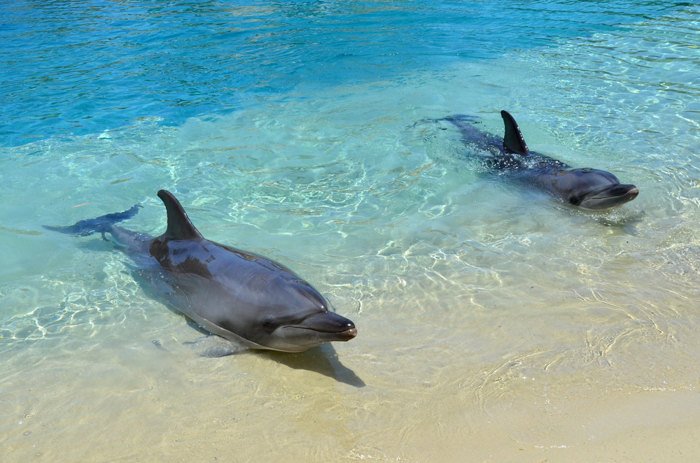 Тяжелая кожная болезнь дельфинов вызвана изменением климата: исследование