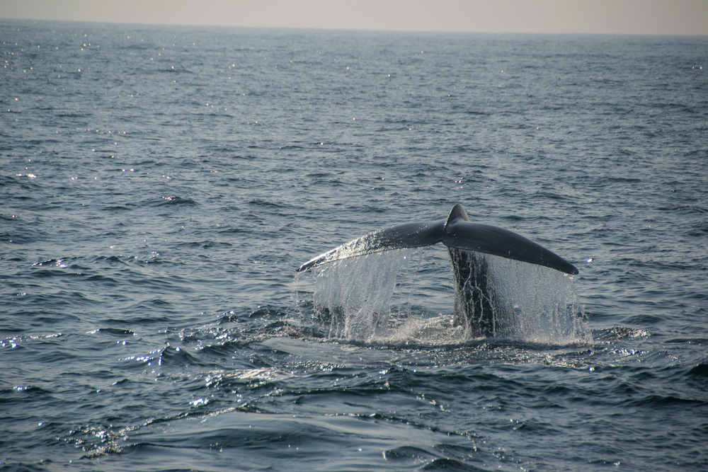 В Индийском океане обнаружили новую популяцию синих китов.Вокруг Света. Украина