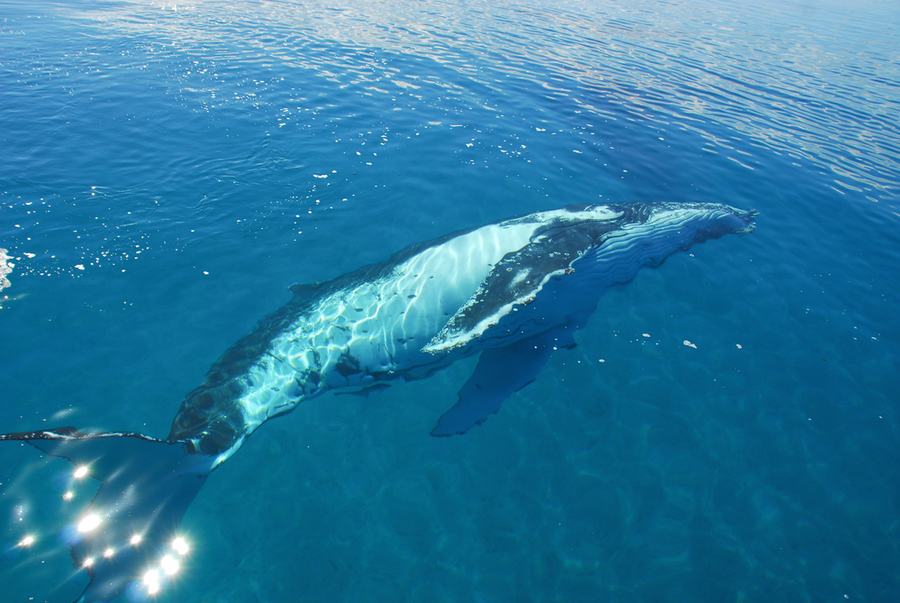 Биологи подслушали, как киты общаются под водой: горбатый кит кричит, южный полосатик – крякает.Вокруг Света. Украина