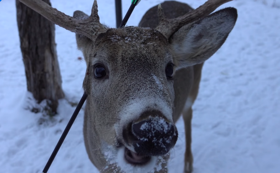 Почти по Мюнгхаузену. В Канаде нашли оленя, который живет со стрелой в голове.Вокруг Света. Украина