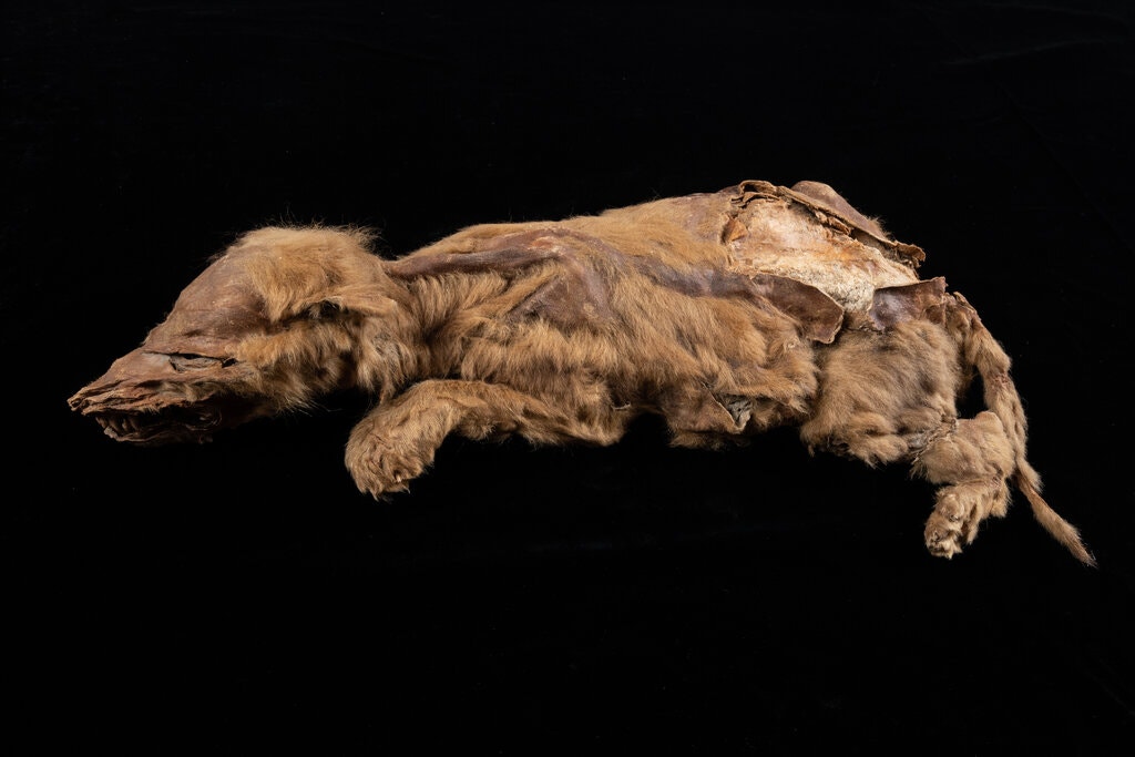 В Канаде исследовали древнейшую мумию волчонка