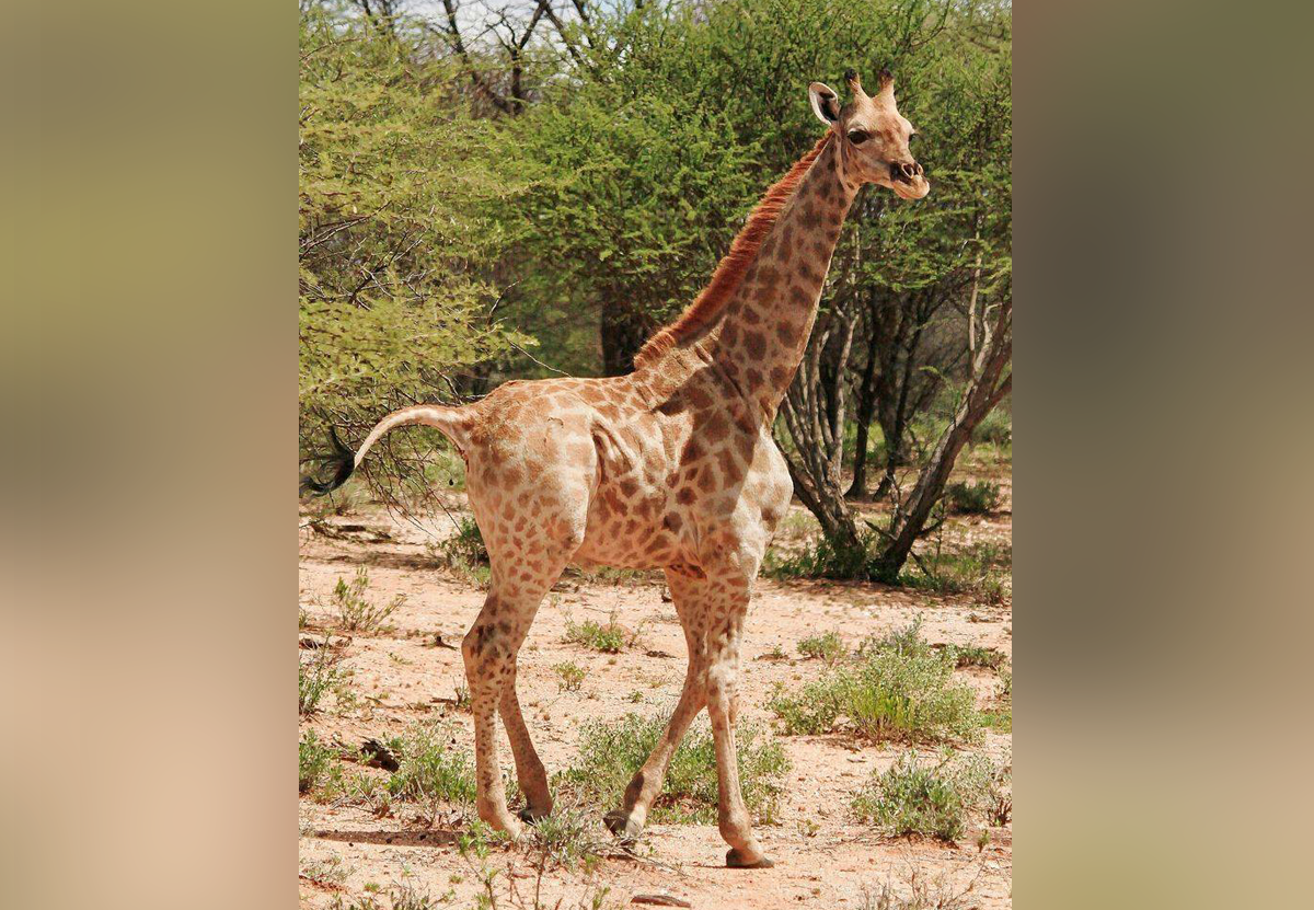 Зоологи впервые описали редчайших карликовых жирафов