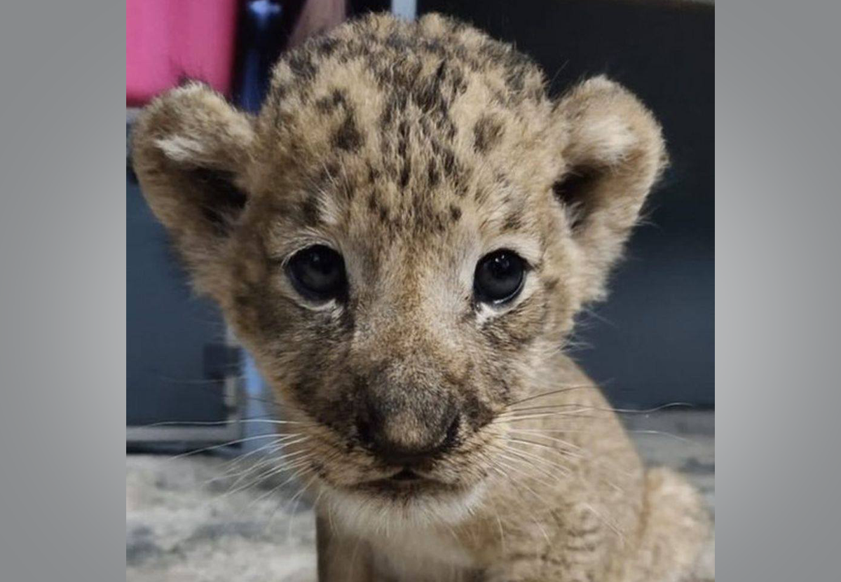 В Сингапурском зоопарке впервые родился львенок из пробирки